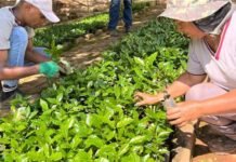Viveiro Municipal de São Gonçalo do Rio Abaixo disponibiliza cerca de 6 mil mudas de café para doaçã
