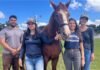Equoterapia de São Gonçalo do Rio Abaixo recebe mais um animal